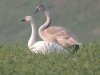 Bewick's Swan at Barling Marsh (Steve Arlow) (54498 bytes) Bewick's Swan at Barling Marsh (Steve Arlow) (54498 bytes)